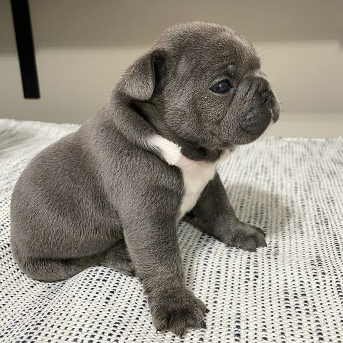 Puppy Love Florida | 773 NW 170th Terrace, Pembroke Pines, FL 33028, USA | Phone: (954) 706-1152