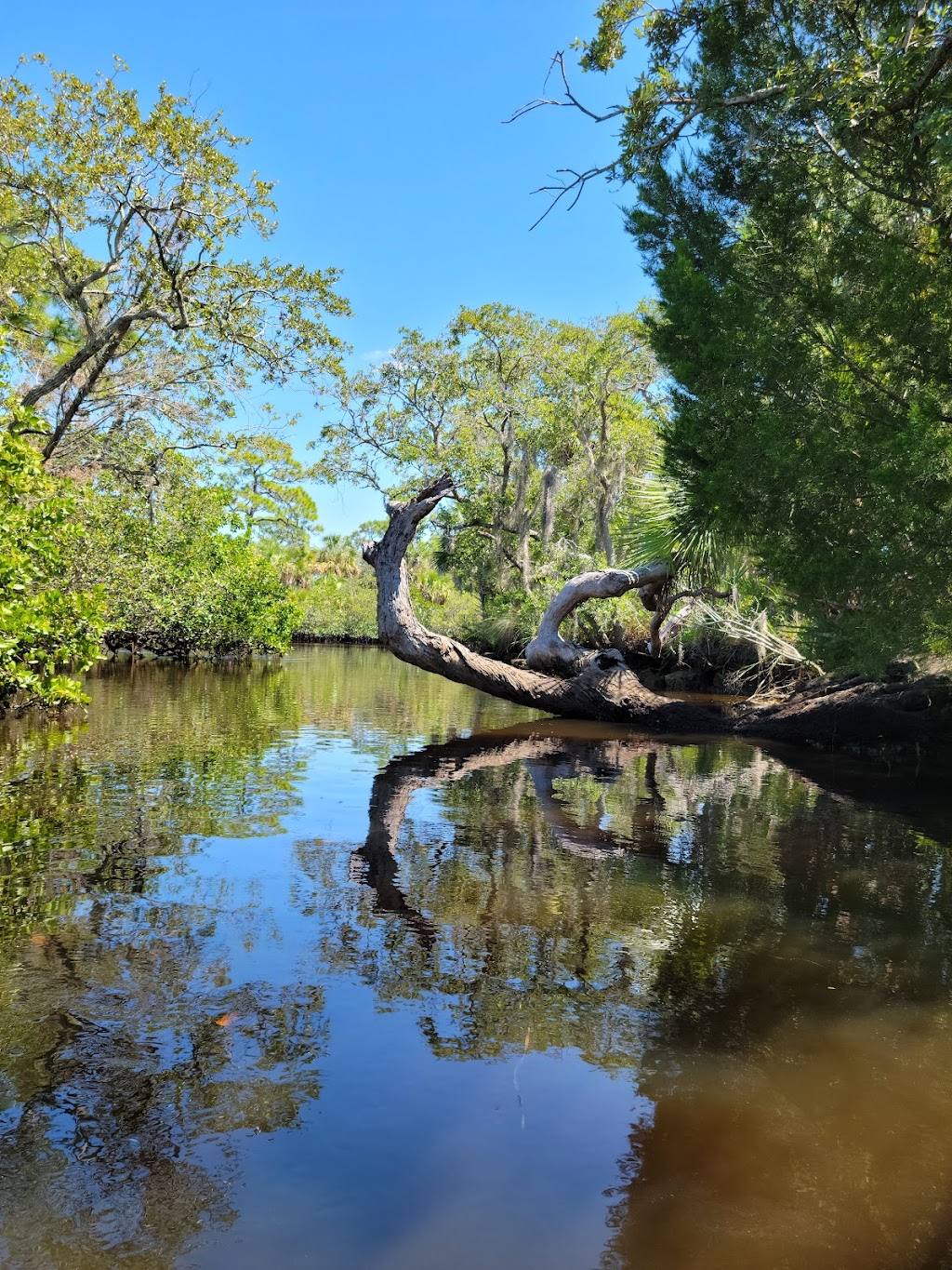 Werner-Boyce Salt Springs State Park | 8737 US-19, Port Richey, FL 34668, USA | Phone: (727) 816-1890