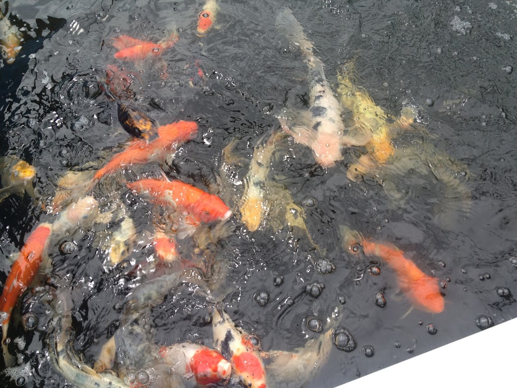 Ornamental Pond Fish, Inc. | 301 Thorn Rd, Port Allen, LA 70767, USA | Phone: (225) 343-4002