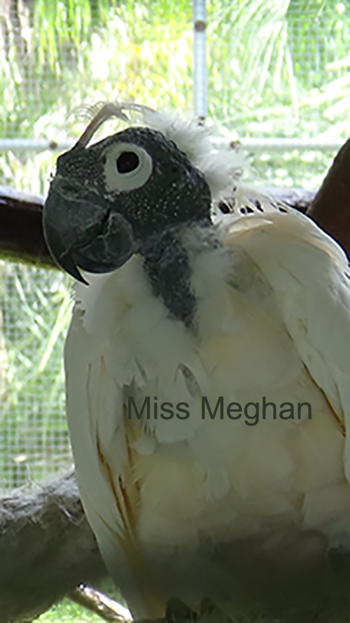 Birds of Paradise Sanctuary & Rescue | 17020 Water Line Srv Rd, Bradenton, FL 34212, USA | Phone: (727) 366-9997