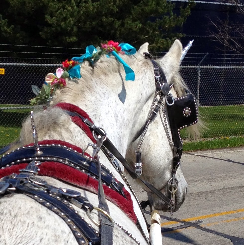 Camelot Carriage Rides | 8655 Winchester Rd, Decatur, IN 46733, USA | Phone: (260) 223-2417