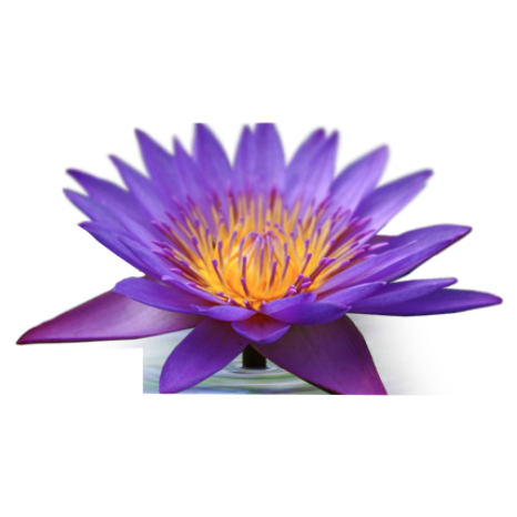 Jacqueline Riker Visionary Healing Arts | 4140 Iola Dr, Sarasota, FL 34231, USA | Phone: (941) 724-3262