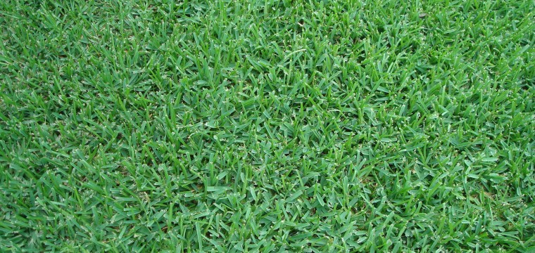 The Grass Outlet | 11500 Mosier Valley Rd, Euless, TX 76040, USA | Phone: (214) 796-4045