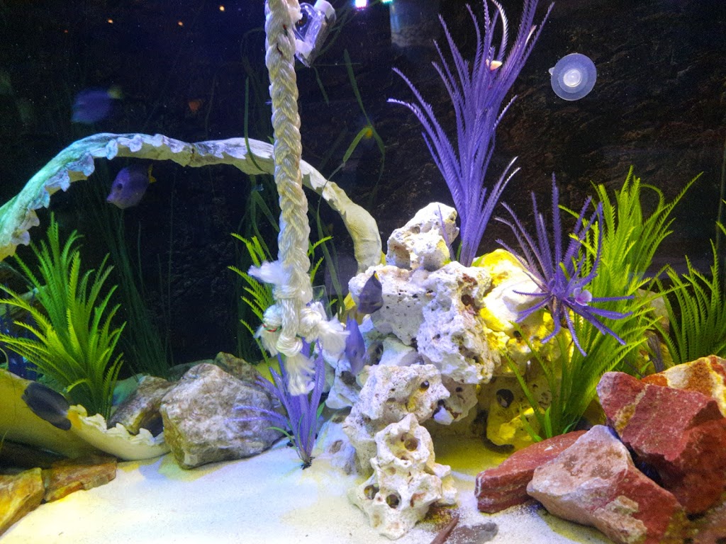 SEA LIFE Loch Lomond Aquarium | Drumkinnon Tower, Ben Lomond Way, Balloch, Alexandria G83 8QL, UK | Phone: 01389 722319