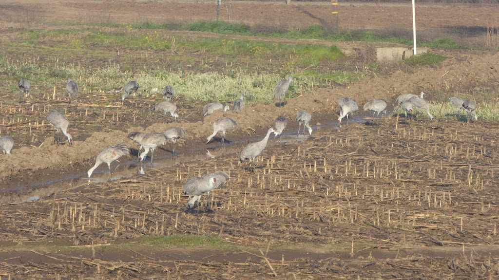 Beckwith Wildlife Observation Area | Beckwith Rd, Modesto, CA 95358, USA | Phone: (209) 826-3508