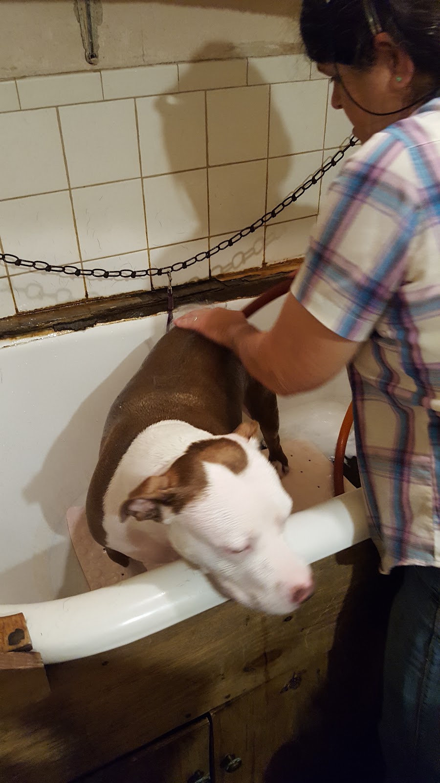 Henderson Animal Care | 1001 E Main St, Wauchula, FL 33873, USA | Phone: (863) 773-4047