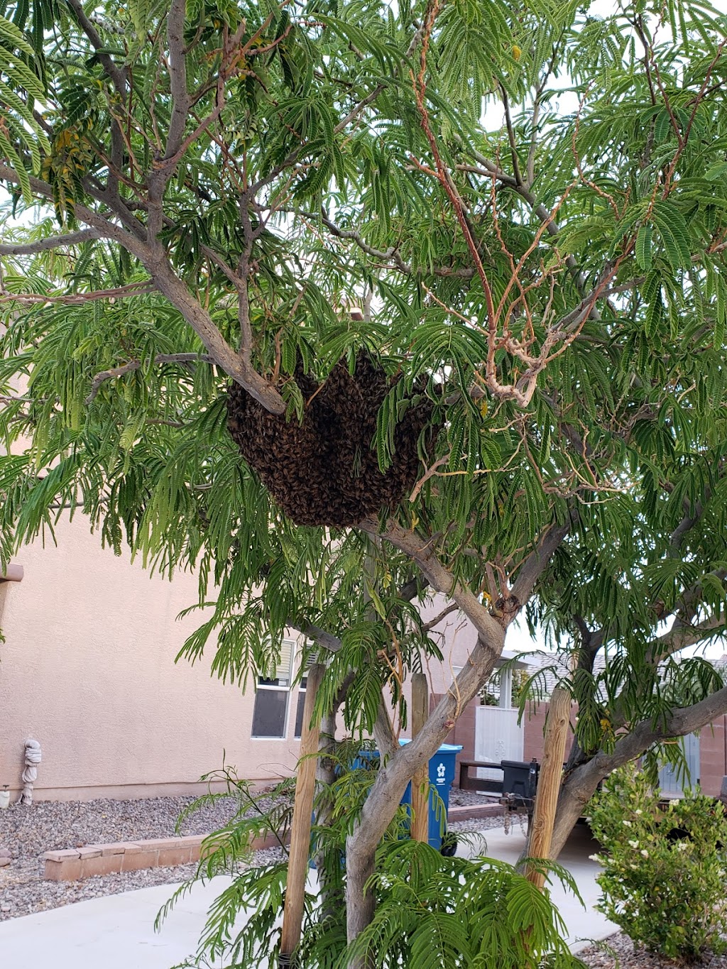 Aubrey Quinn Bee Removal | 8725 Raindrop Canyon Ave, Las Vegas, NV 89129, USA | Phone: (702) 624-6229