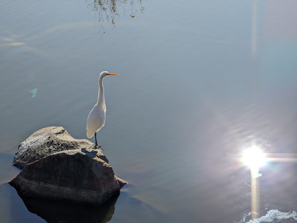 Dabblers Marsh Trail | Fernhill Wetlands Nature Trail, Forest Grove, OR 97116, USA | Phone: (503) 681-3600