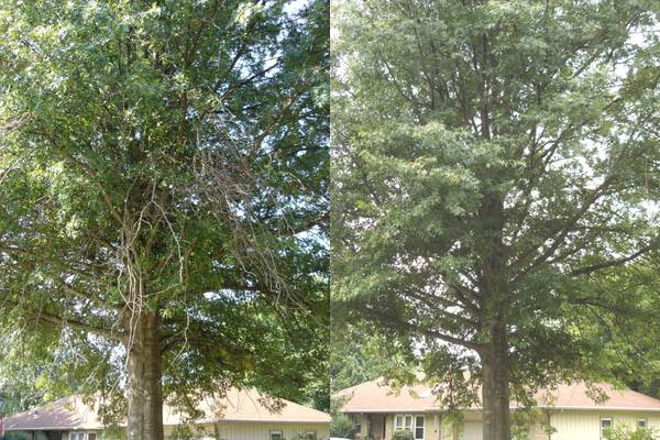 Bauermeister Tree Service | 4400 New Haven Ave, Fort Wayne, IN 46803, USA | Phone: (260) 466-0968