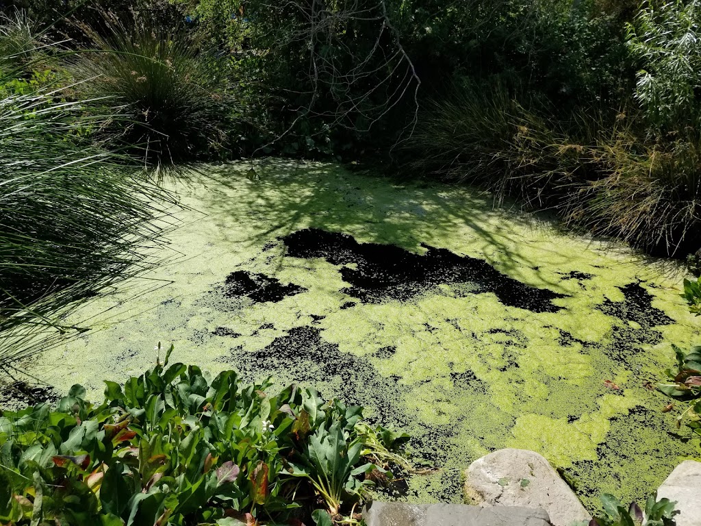 Irvine Valley College BEES Garden | 5500 Irvine Center Dr, Irvine, CA 92618, USA | Phone: (949) 451-5100