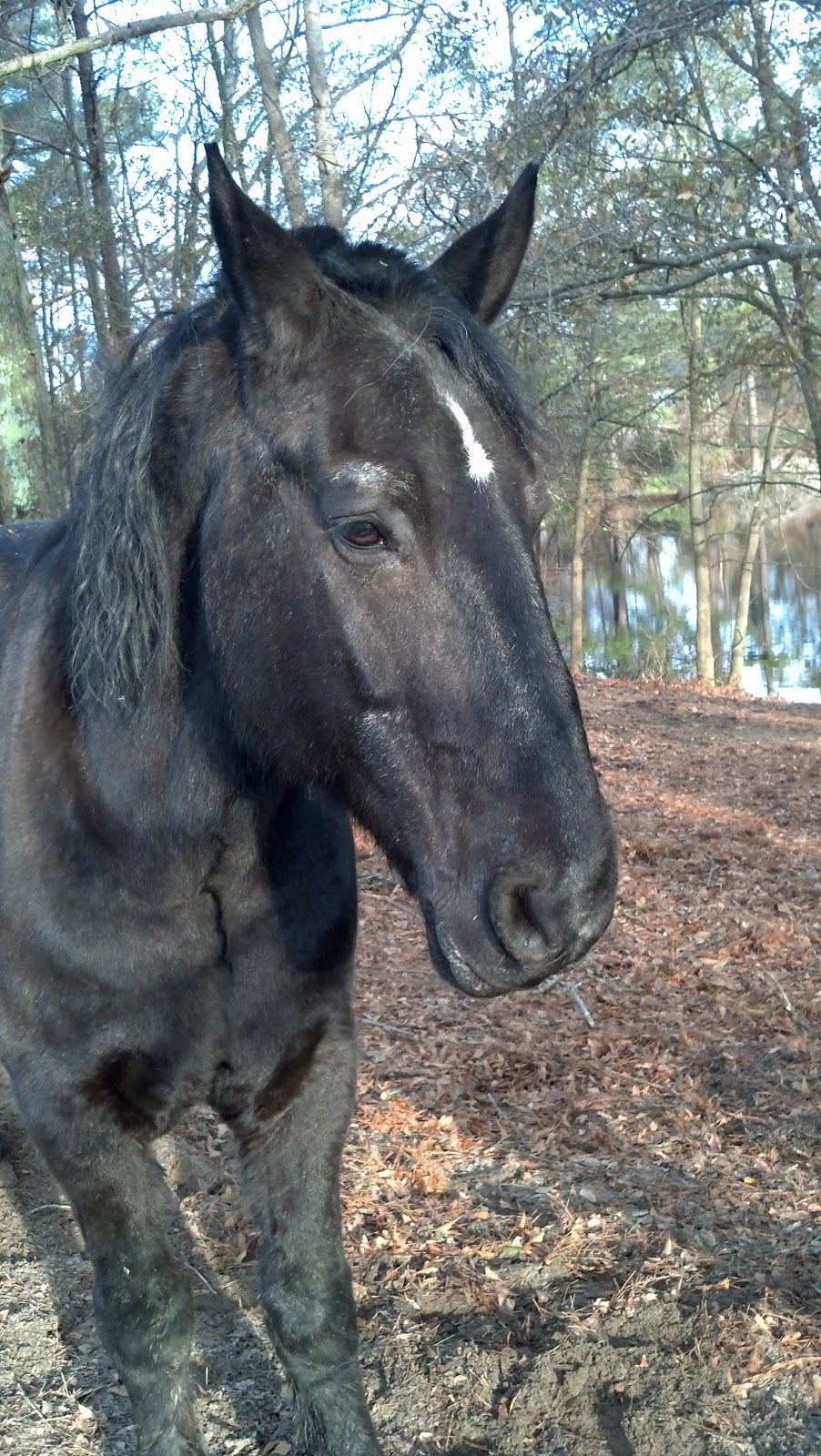 Gold Leaf Carriage | 1520 Weslyn Springs Way, Fuquay-Varina, NC 27526, USA | Phone: (919) 614-5306