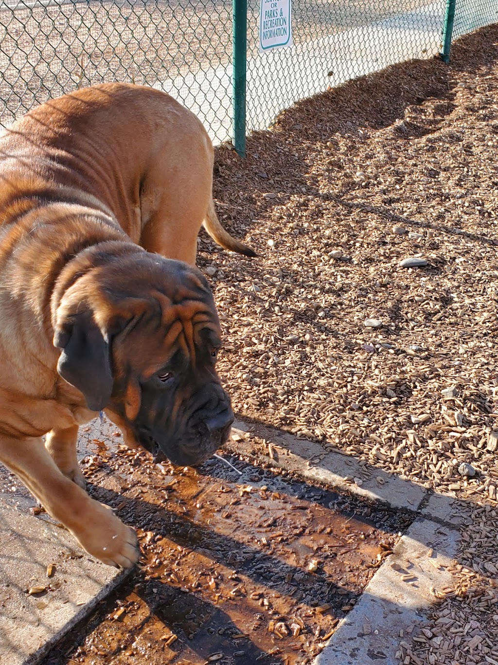 Santa Fe Village Dog Park | 5700 Bogart St NW, Albuquerque, NM 87120, USA | Phone: (505) 768-5353