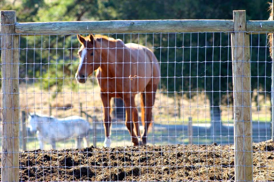 Epona Equine Services | 1288 Crawford Dairy Rd, Pittsboro, NC 27312, USA | Phone: (919) 604-0567