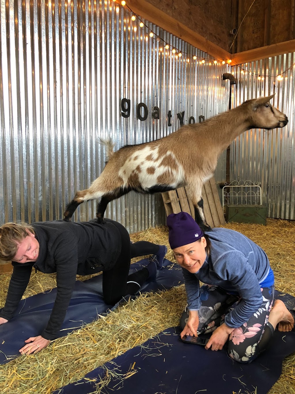 Original Goat Yoga- Oregon City OR | 17531 S Henrici Rd, Oregon City, OR 97045, USA | Phone: (888) 992-4628