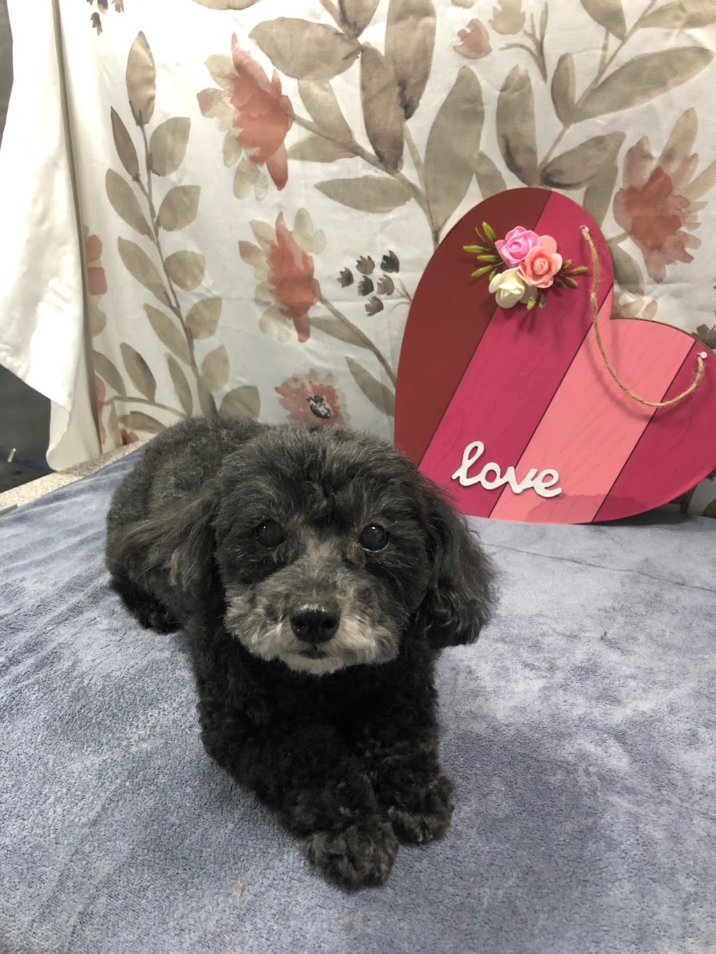 Zen Dog Mobile Spa | Albany, NY 12202, USA | Phone: (518) 944-5436