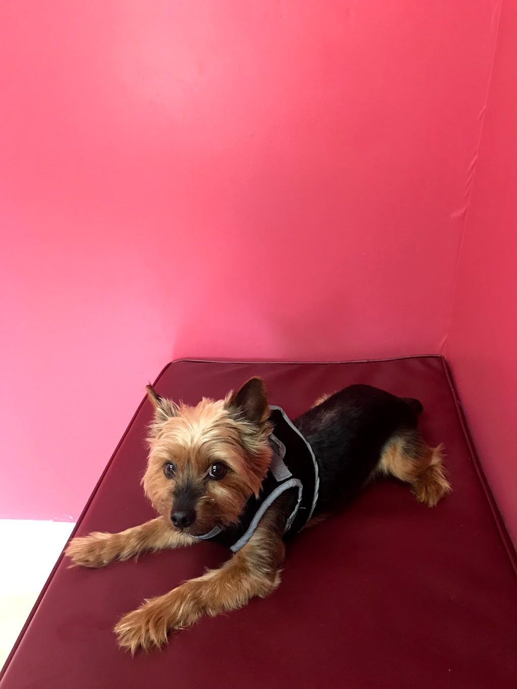 Windsor Pet Hospital | 11483 Windsor Blvd, Windsor, VA 23487, USA | Phone: (757) 242-9191