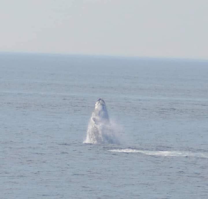 Plymouth Whale Watching | 10 Town Wharf #3848, Plymouth, MA 02360, USA | Phone: (508) 747-3434