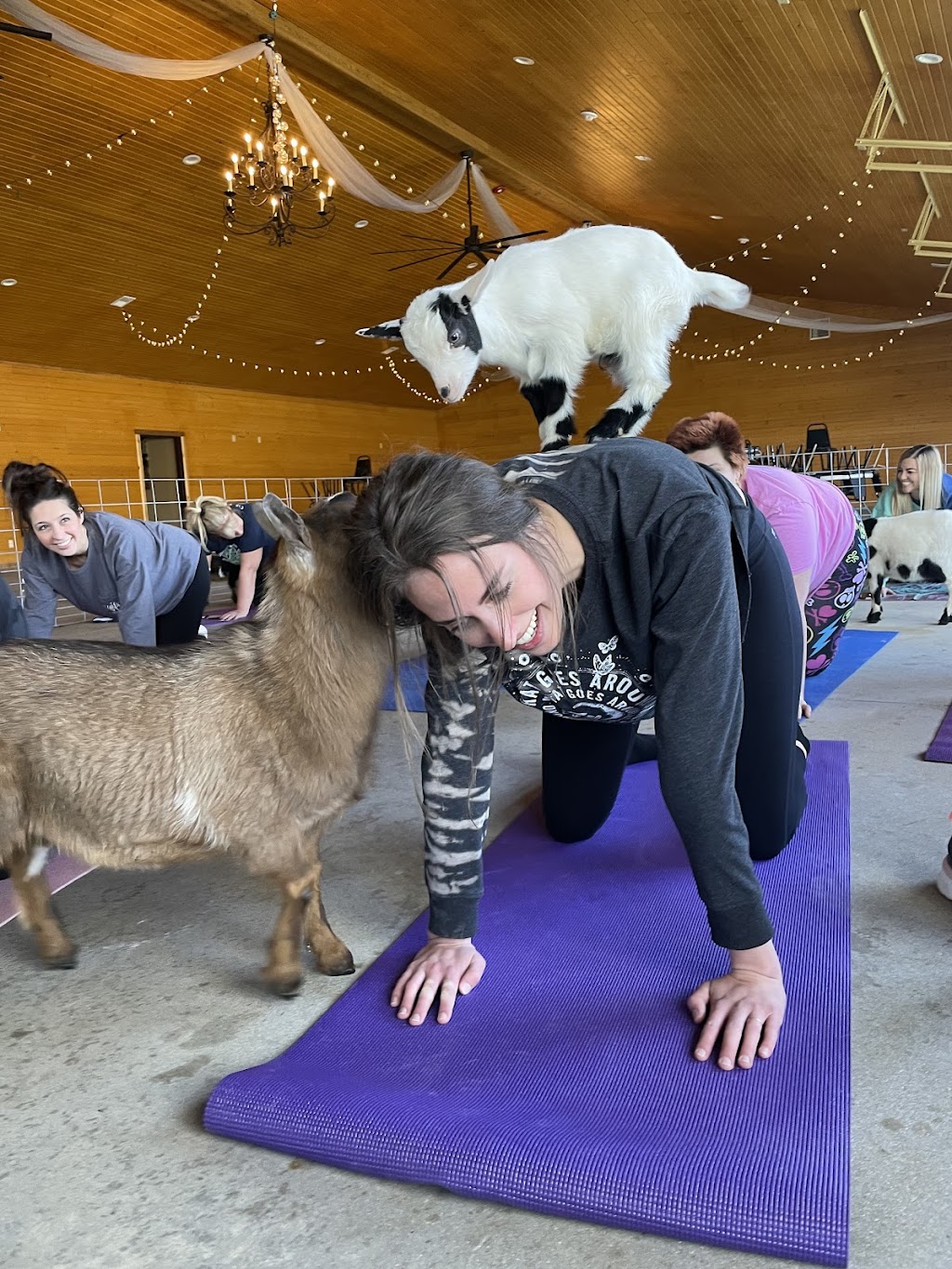 Goat Yoga of Southern IL | 10668 Niggli Rd, Alhambra, IL 62001, USA | Phone: (618) 540-2546