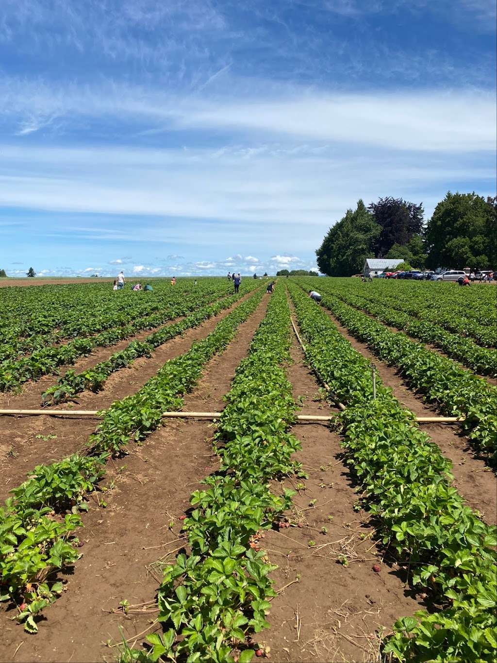 Bushues Family Farm | 9880 SE Revenue Rd, Boring, OR 97009, USA | Phone: (503) 307-6074