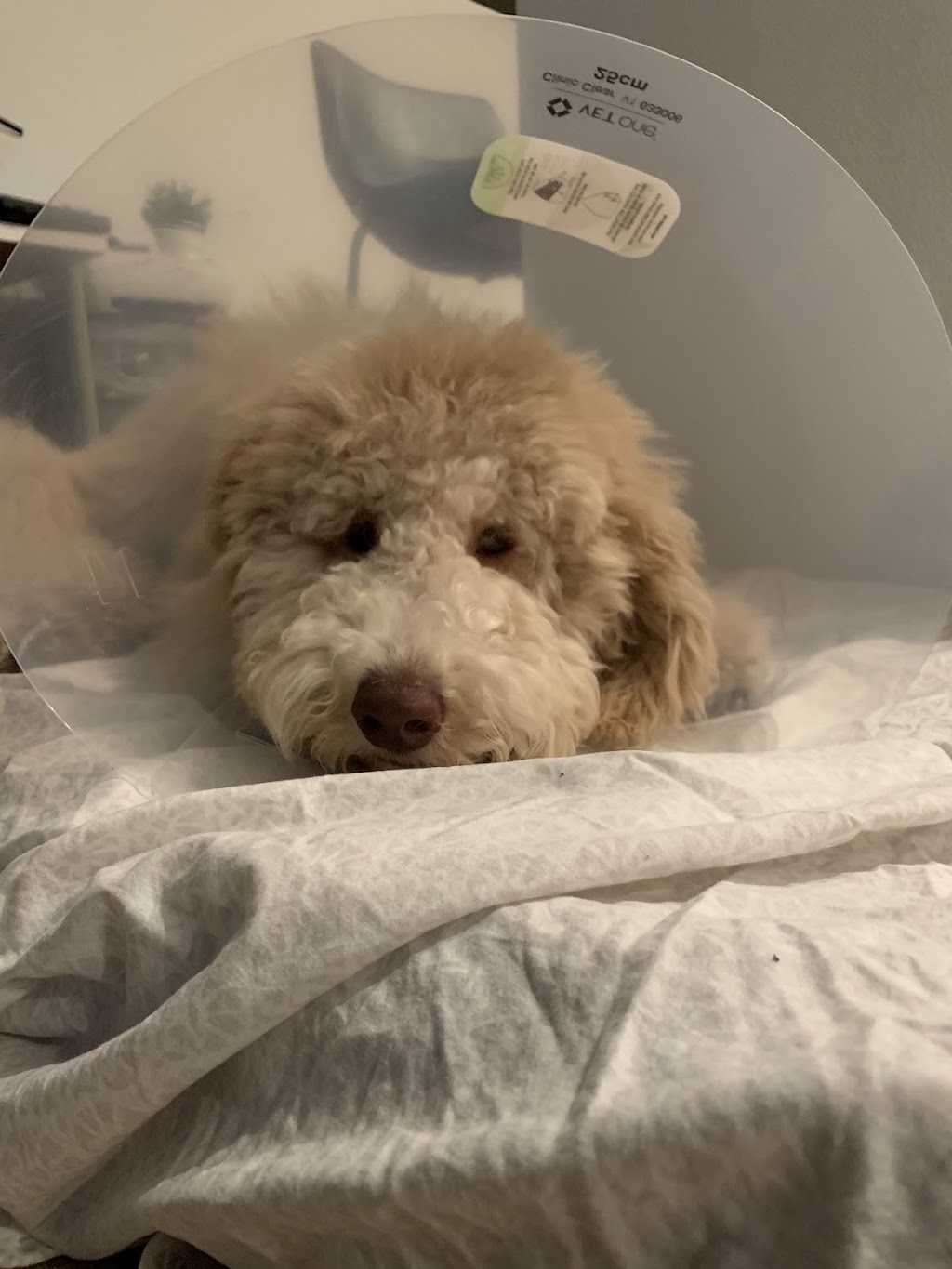 Melrose Veterinary Hospital | 1680 S Melrose Dr #104, Vista, CA 92081, USA | Phone: (760) 727-5151