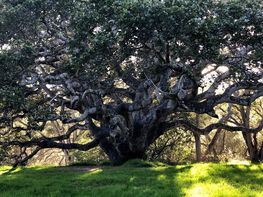 Twin Lakes State Beach | 995 Live Oak Ave, Santa Cruz, CA 95062, USA | Phone: (831) 427-4868