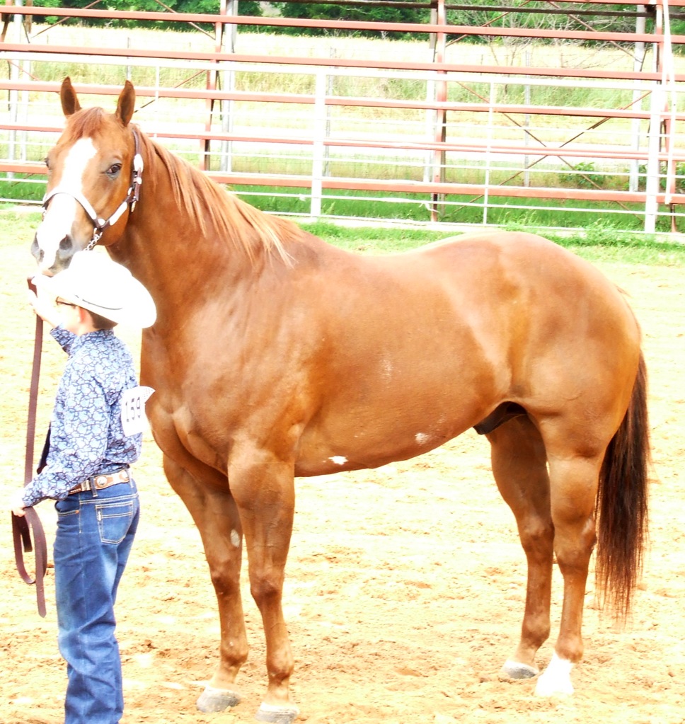 C and M Horses | 856 Bones Chapel Rd, Whitesboro, TX 76273, USA | Phone: (903) 815-2042