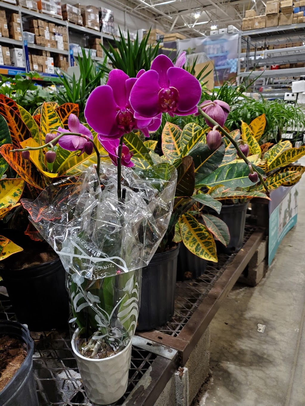 Lowes Garden Center | 8224 Golden Link Blvd, Northfield, OH 44067, USA | Phone: (330) 908-2750