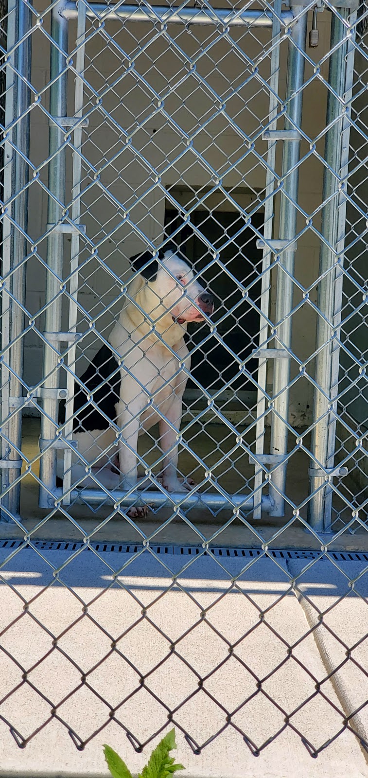Providence Animal Center | 555 Sandy Bank Rd, Media, PA 19063, USA | Phone: (610) 566-4575