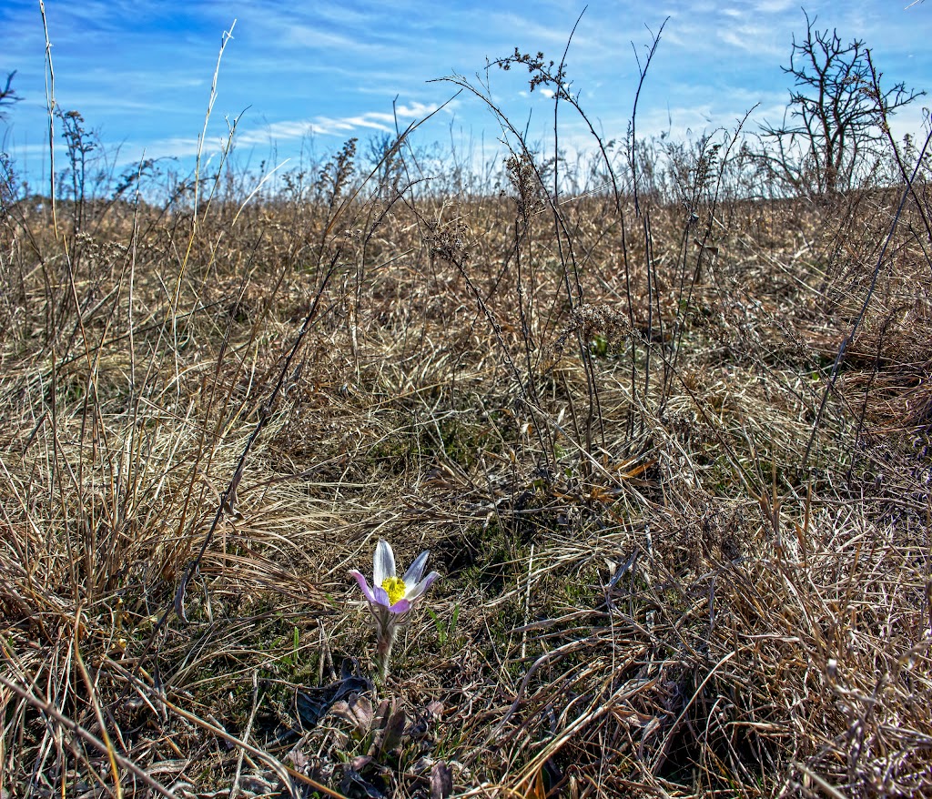 Schluckebier Prairie | Co Rd PF, Prairie Du Sac, WI 53578, USA | Phone: (888) 936-7463