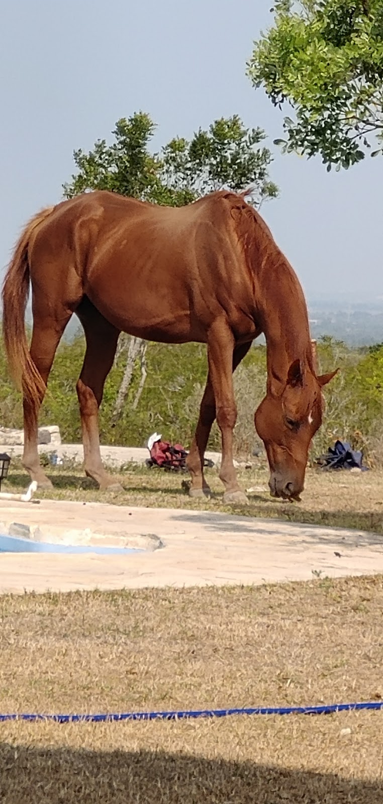 SpiritHorse Horsemanship School | 345 Private Rd 5754, Castroville, TX 78009, USA | Phone: (210) 593-8274