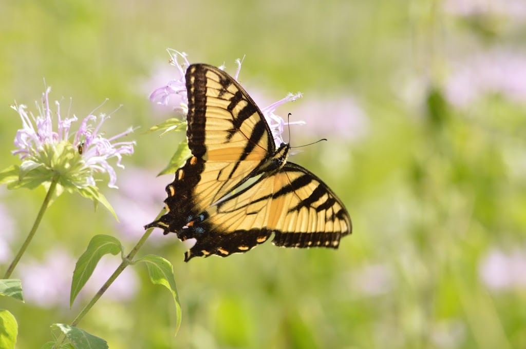 Penn Forest Natural Burial Park | 121 Colorado St, Verona, PA 15147 Mail:, 227 Kansas St, Verona, PA 15147, USA | Phone: (412) 265-4606