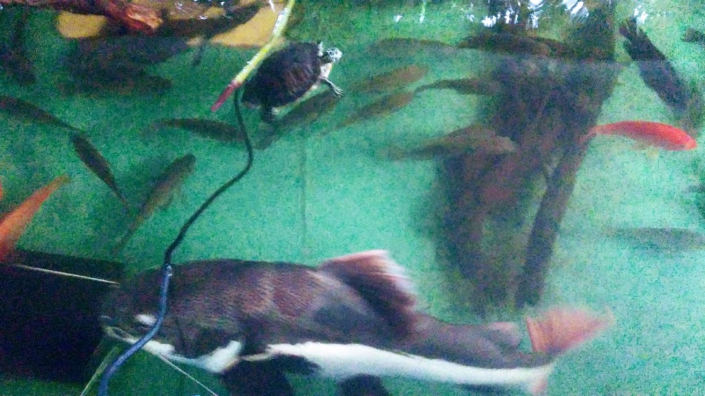 Florida Fish Rescue | 14350 NW 77th Ave, Trenton, FL 32693, USA | Phone: (727) 351-2734