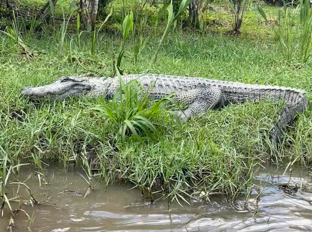 Everglades Alligator Farm | 40351 SW 192nd Ave, Homestead, FL 33034, USA | Phone: (305) 247-2628