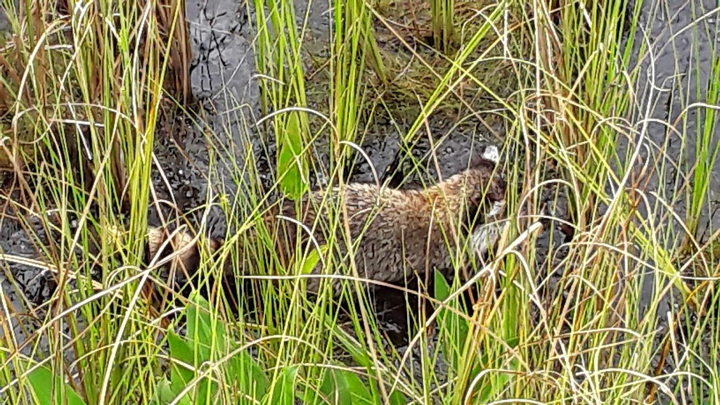 Chesser Island Boardwalk Trailhead | Folkston, GA 31537, USA | Phone: (912) 496-7836