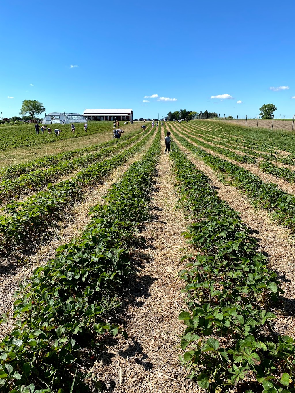 White Pine Berry Farm | 1482 Oak Dr, River Falls, WI 54022, USA | Phone: (715) 222-2946