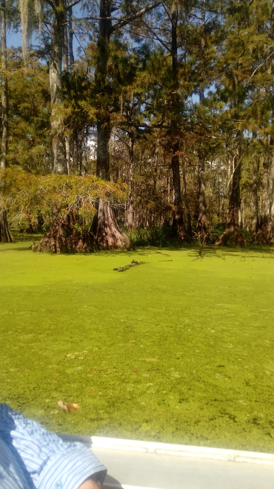 Acadian Swamp Tours | 66270 Spur 75, Plaquemine, LA 70764, USA | Phone: (225) 247-4156