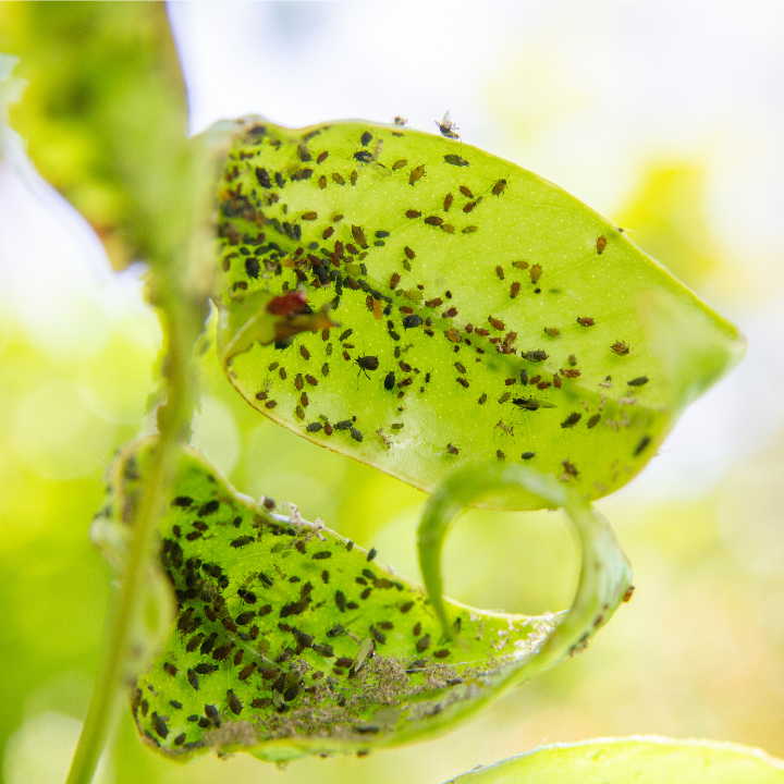 Stampede Pest Control - Leander, TX | 421 S Brook Dr, Leander, TX 78641, USA | Phone: (512) 368-8850