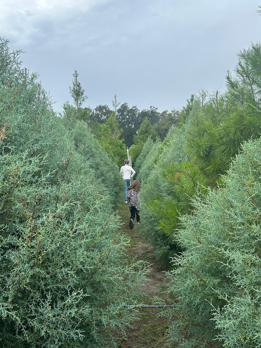 Christmas at Stanley Park | 70 Vaughn Rd, Winter Haven, FL 33880, USA | Phone: (253) 224-4645