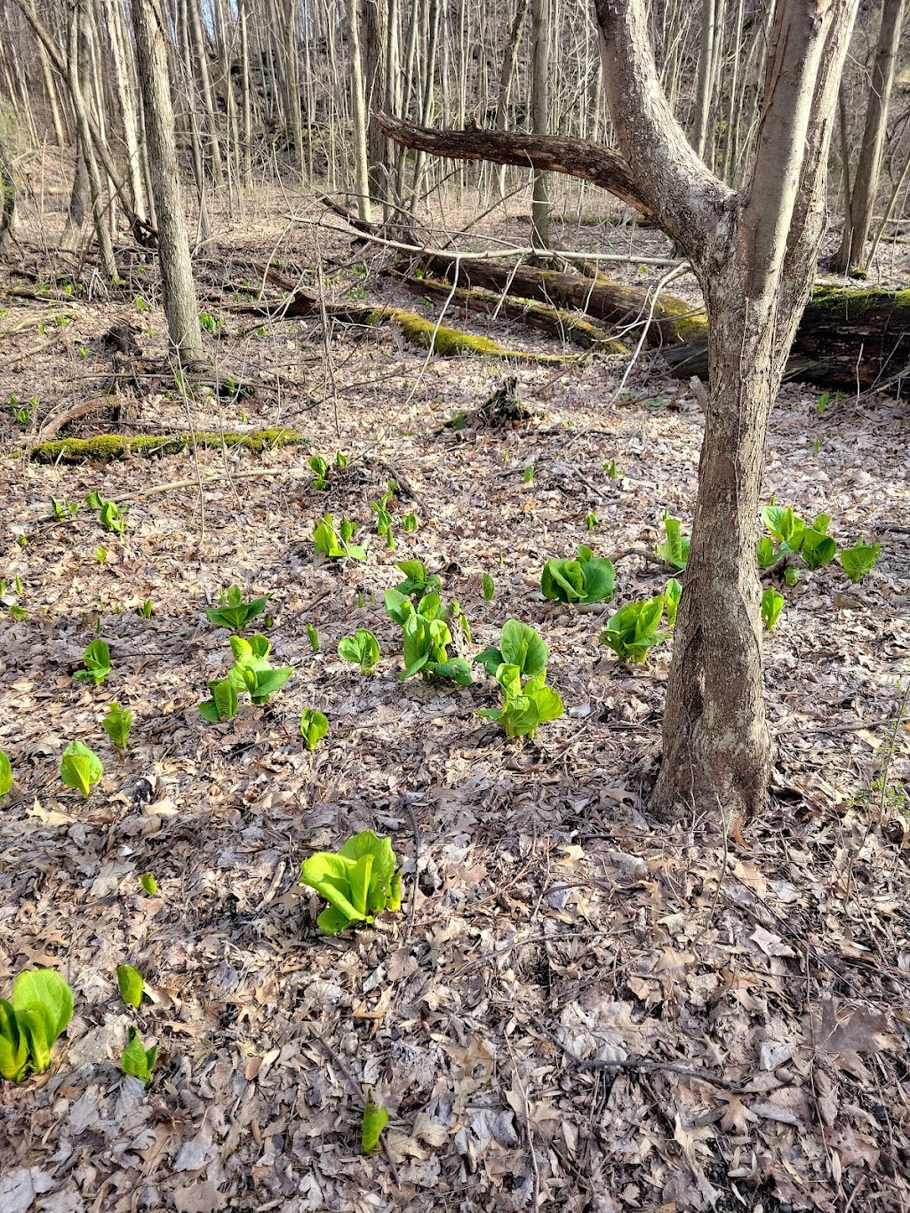 Edison Woods MetroPark | 10186 Ceylon Rd, Berlin Heights, OH 44814, USA | Phone: (419) 625-7783