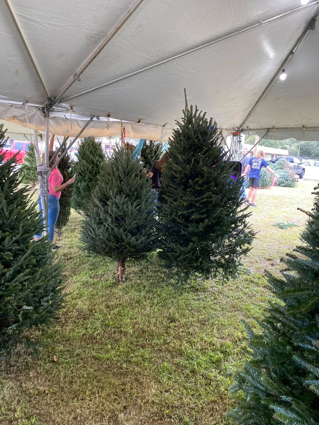 Griffin Farm Fresh Christmas Trees | 542238 US-1, Callahan, FL 32011, USA | Phone: (904) 838-2699