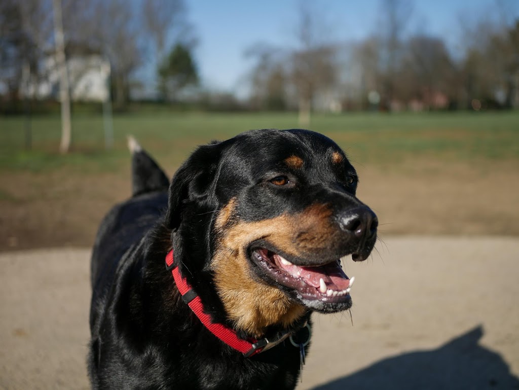 Violet Township Dog Park | 490 N Center St, Pickerington, OH 43147, USA | Phone: (614) 575-6911