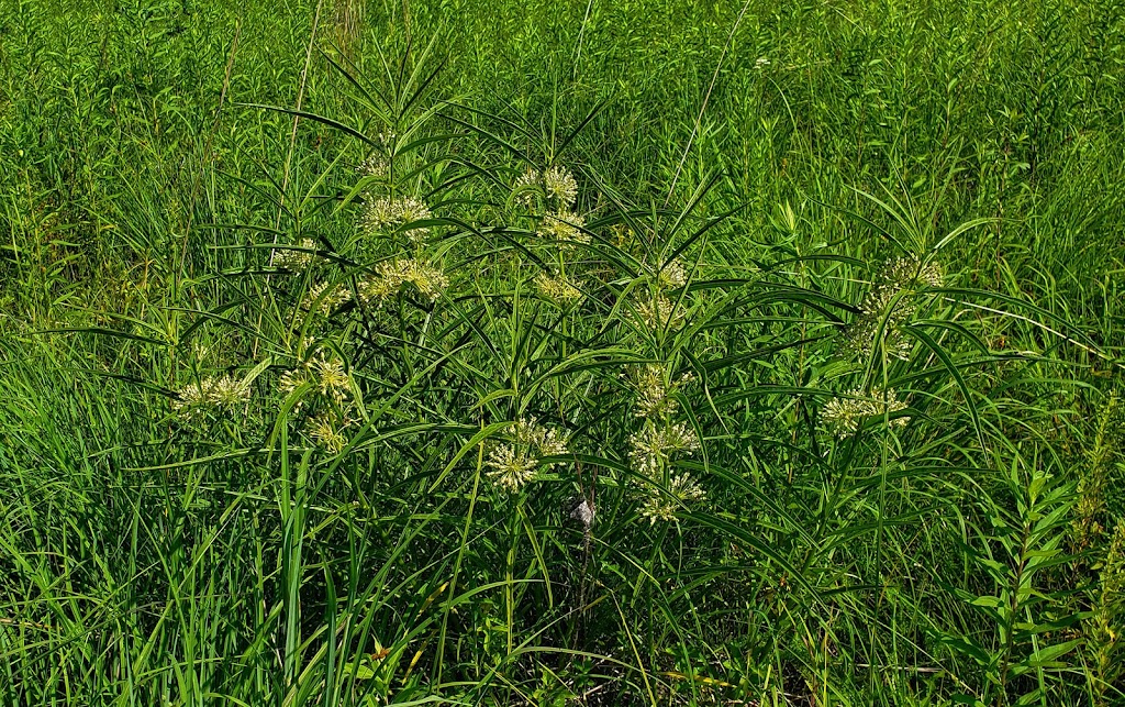 Pine Island Savanna State Natural Area | Levee Rd, Baraboo, WI 53913, USA | Phone: (888) 936-7463