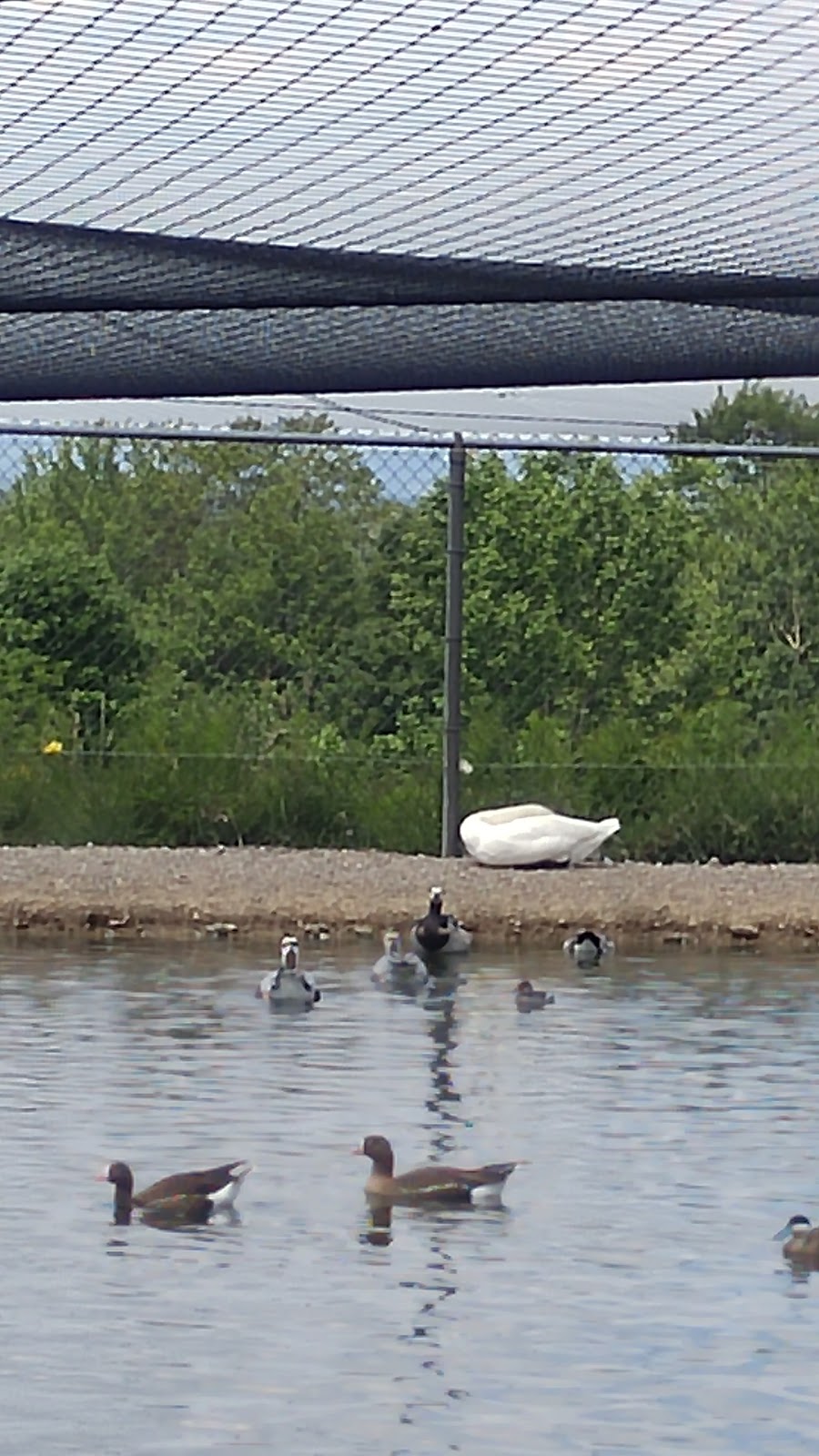 Gooseneck Hill Waterfowl Sanctuary | 5067 Lindsley Rd, West Valley, NY 14171, USA | Phone: (716) 942-6835