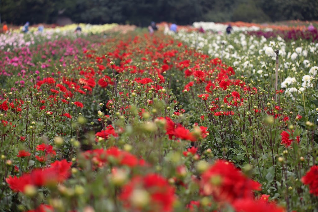 Swan Island Dahlias | 995 NW 22nd Ave, Canby, OR 97013, USA | Phone: (503) 266-7711