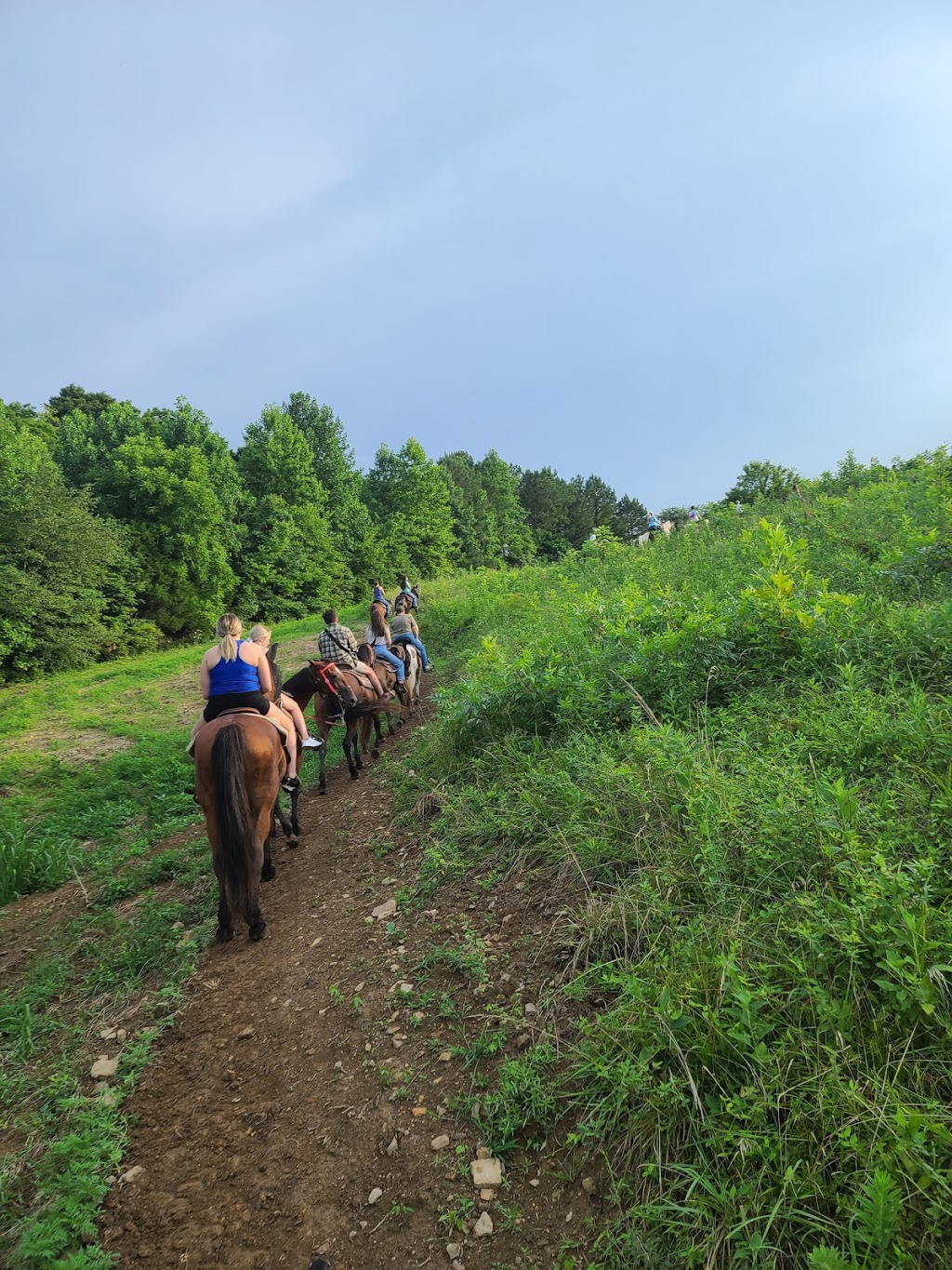 Natchez Trace Stables | 6691 Lick Creek Rd, Primm Springs, TN 38476, USA | Phone: (931) 682-3706