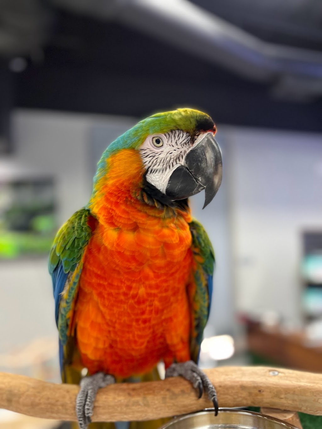 Dallas Parrots | 2608 Long Prairie Rd Suite 201, Flower Mound, TX 75022, USA | Phone: (469) 706-0972