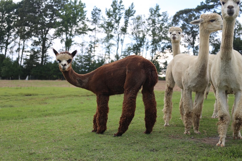 Alpacas at Cherry Run, LLC | 79 Vista Ridge Dr, Willow Spring, NC 27592 | Phone: (919) 622-0339