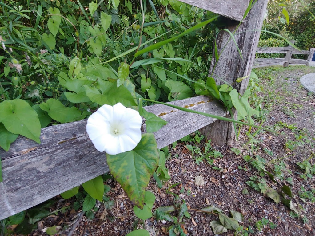 Wetlands Boardwalk Trailhead | NW, 413 Western St, Auburn, WA 98001, USA | Phone: (253) 931-3090