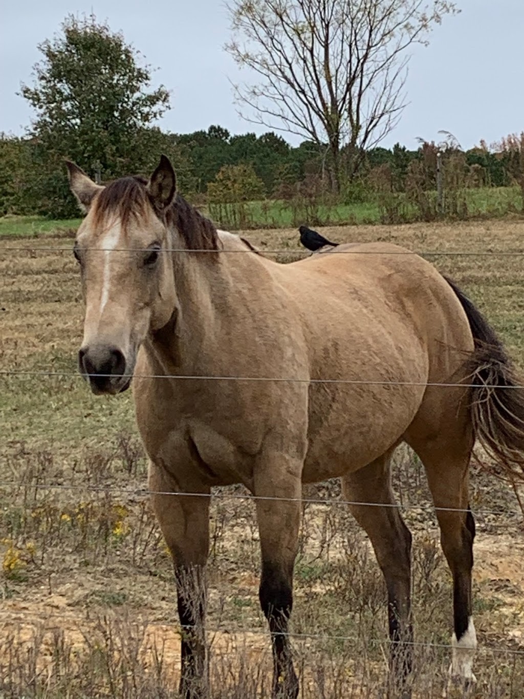 Swift Creek Riding Academy, LLC | 3905 Swift Creek Rd, Smithfield, NC 27577, USA | Phone: (910) 633-9542