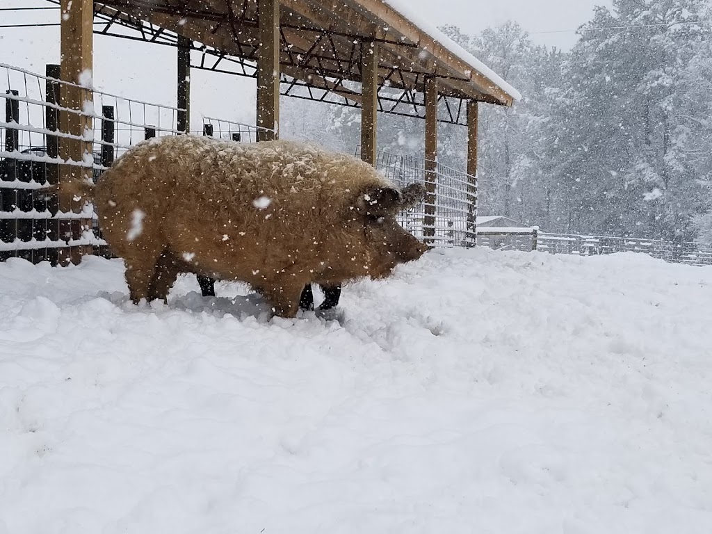 Bull City Farm | 5315 Isham Chambers Rd, Rougemont, NC 27572, USA | Phone: (919) 477-6684